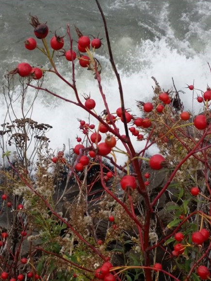 rose hips superior