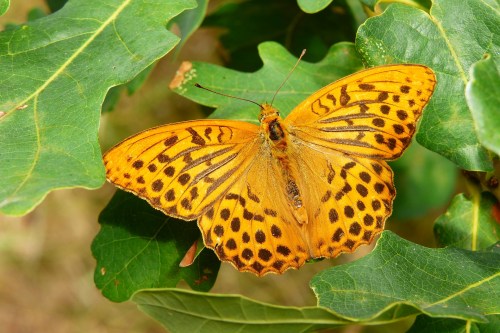 green living, importance of trees, U.P. holistic magazine, U.P. wellness publication