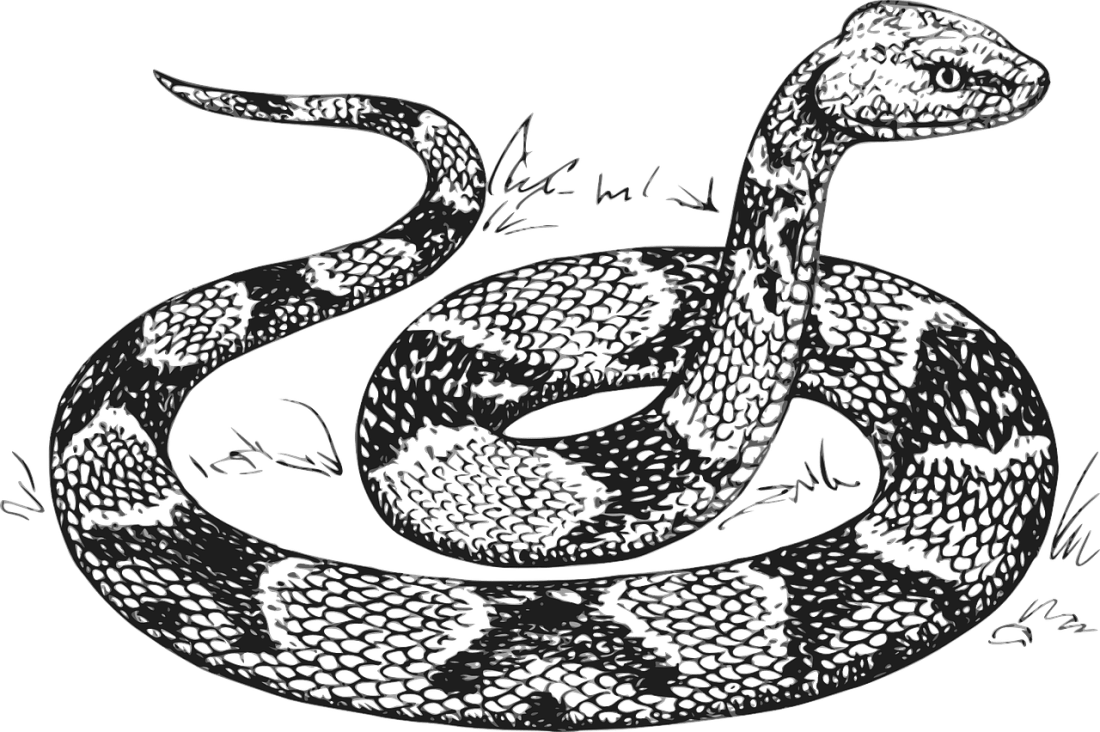 snake-48155_1280