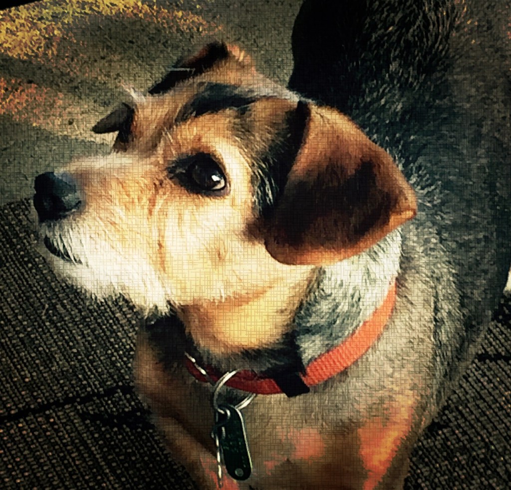 help with rescue animal, holistic animal care, holistic wellness publication