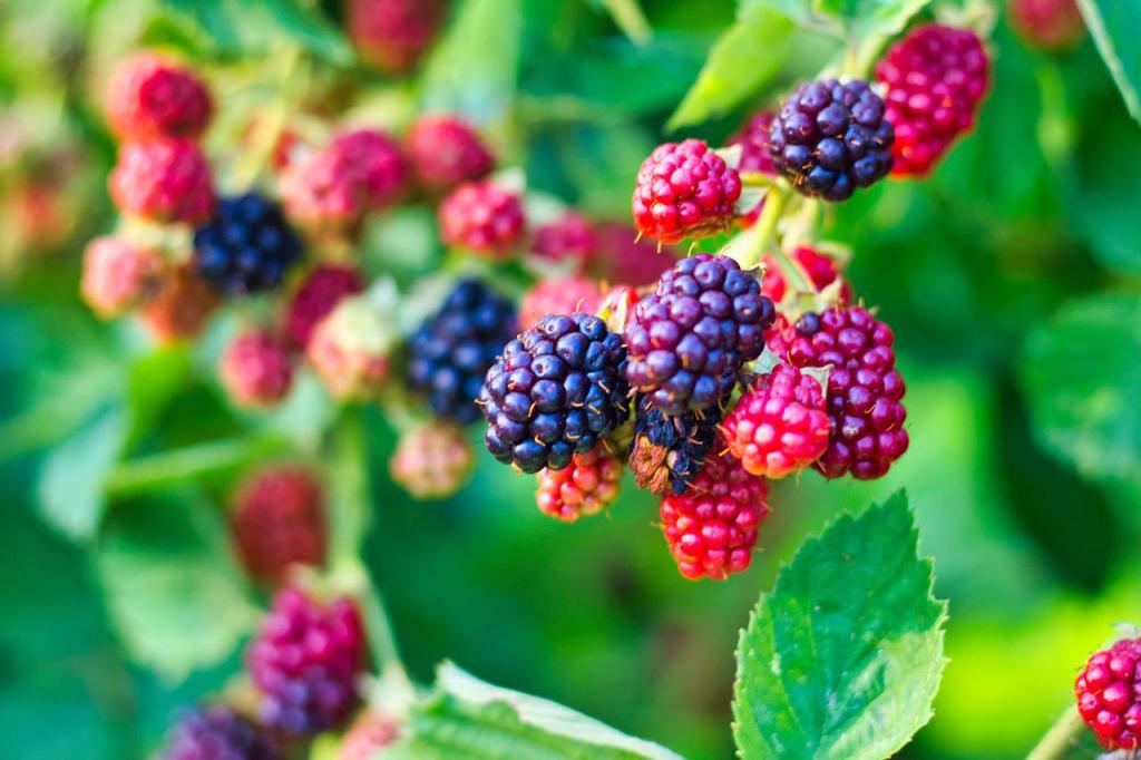 family-friendly activities, positive parenting, planning a food forest with your kids, UP holistic business, UP holistic wellness publication